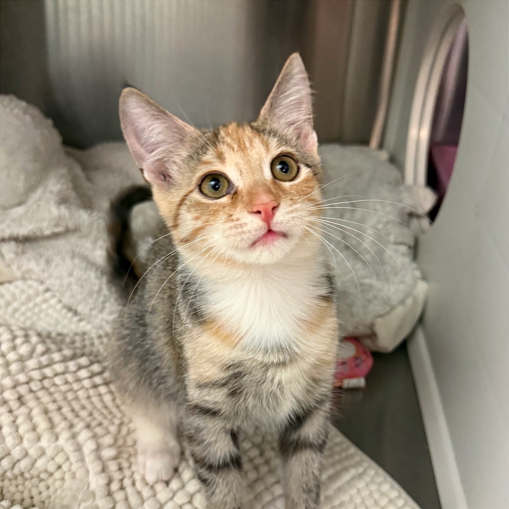 CLEO DENILE - Domestic Shorthair available for adoption