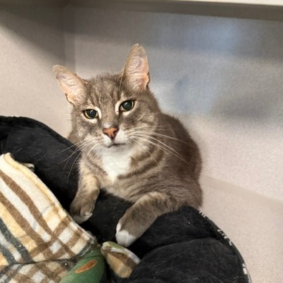 RUFUS - Domestic Shorthair available for adoption