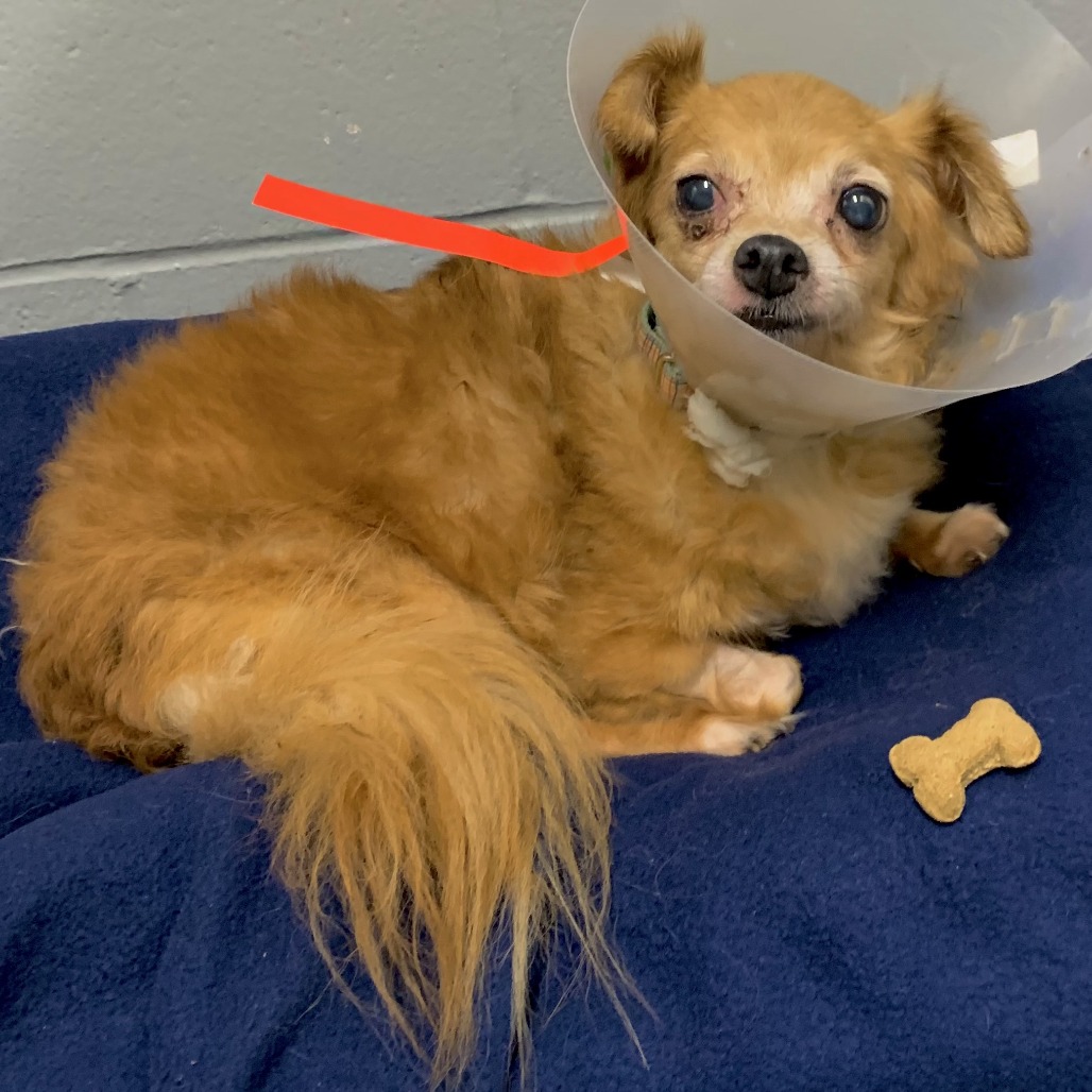 CHARLIE BROWN - Mixed Breed (Small) available for adoption