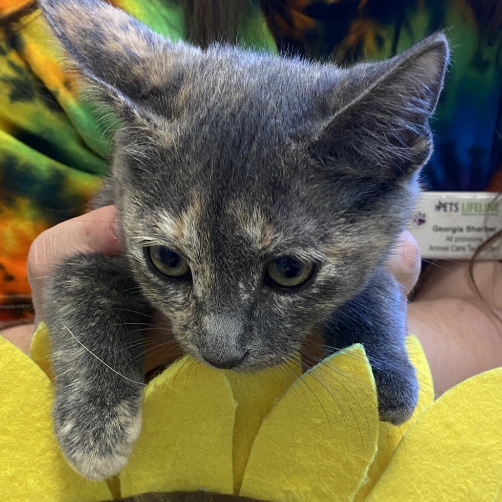 MYRTLE - Domestic Medium Hair available for adoption