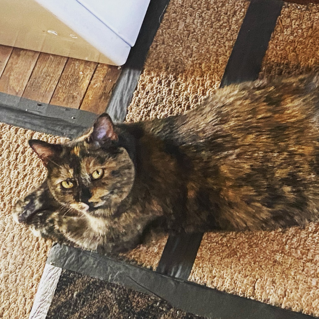 JACKIE - Domestic Shorthair available for adoption