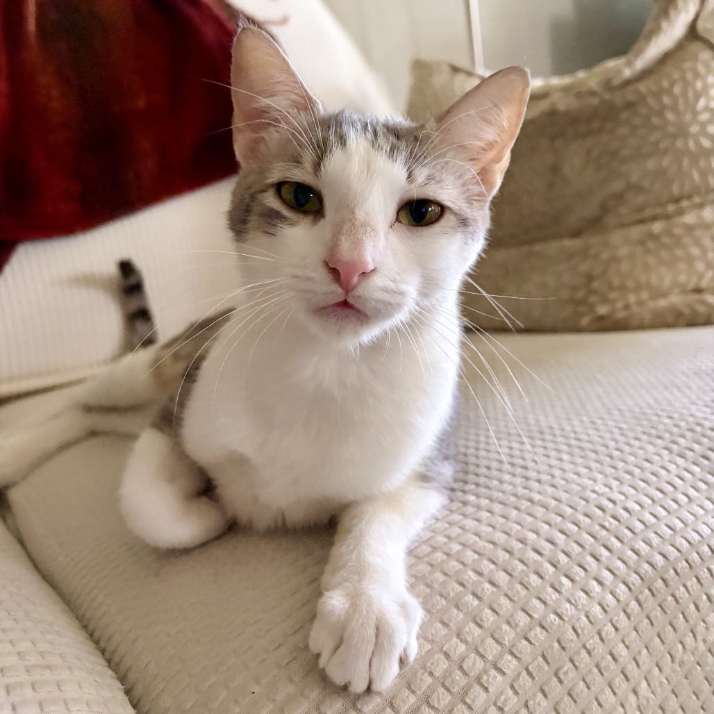 CINNA - Domestic Shorthair available for adoption