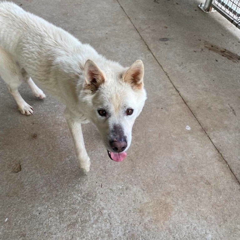 Korean Jindo