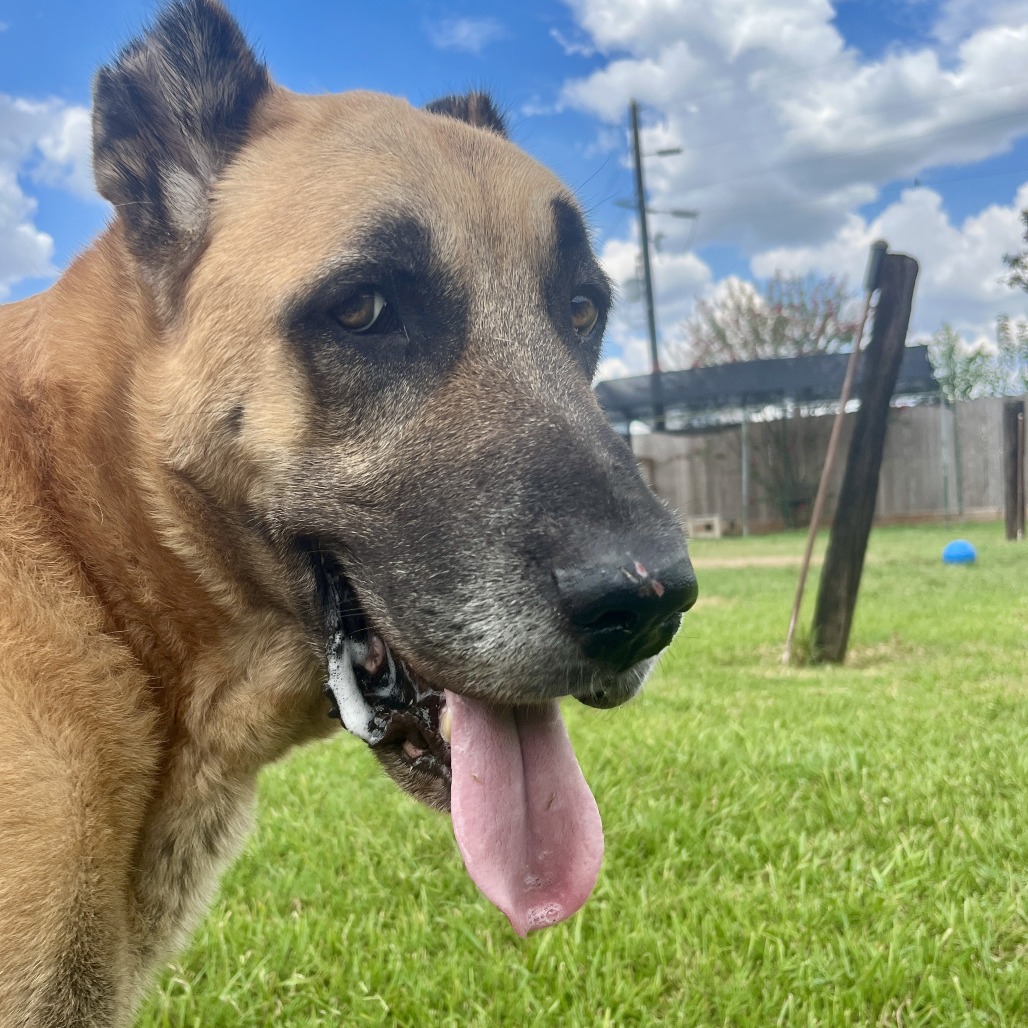CASSIUS "CASH" - Shepherd available for adoption