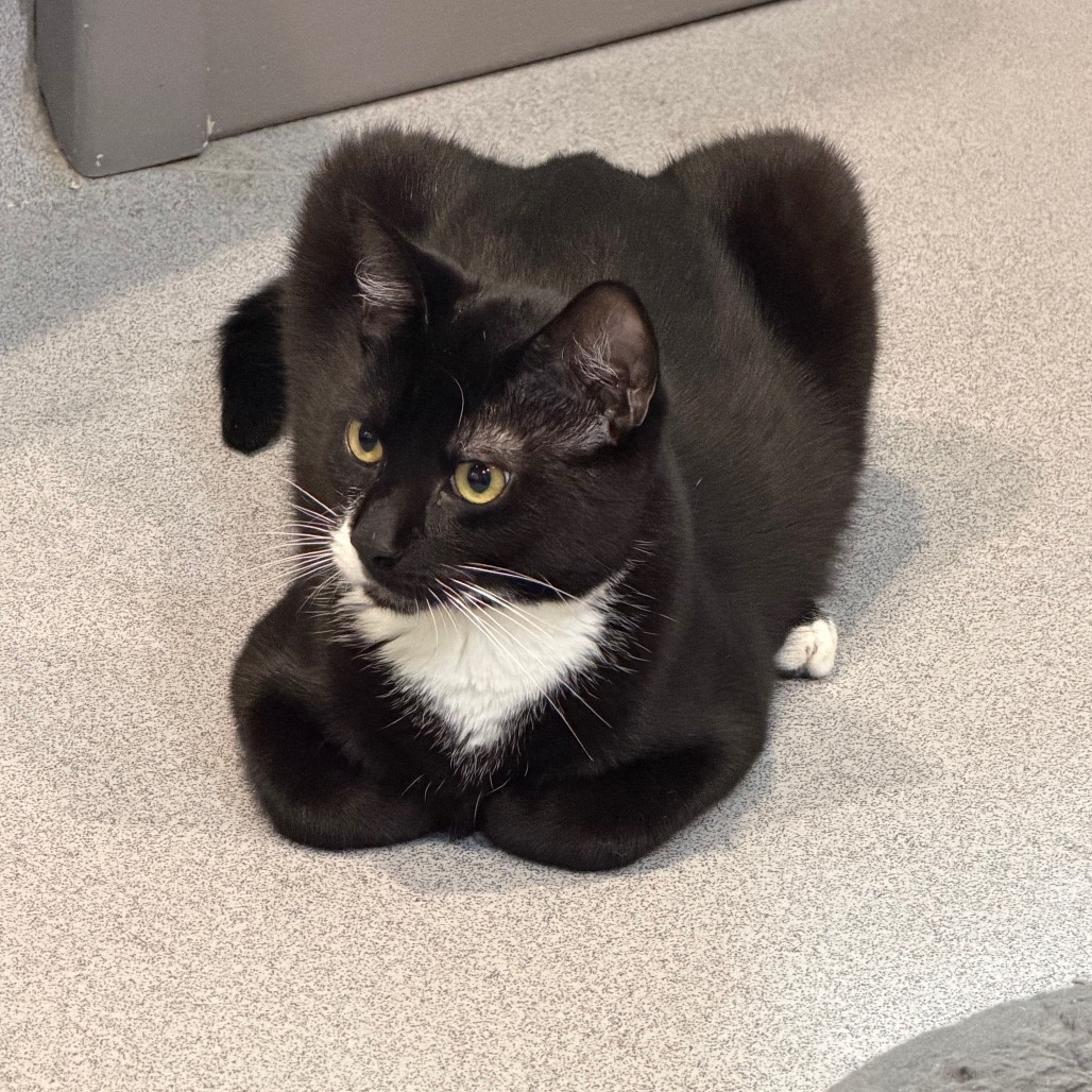 SEBASTIAN - Domestic Shorthair for adoption in Stamford