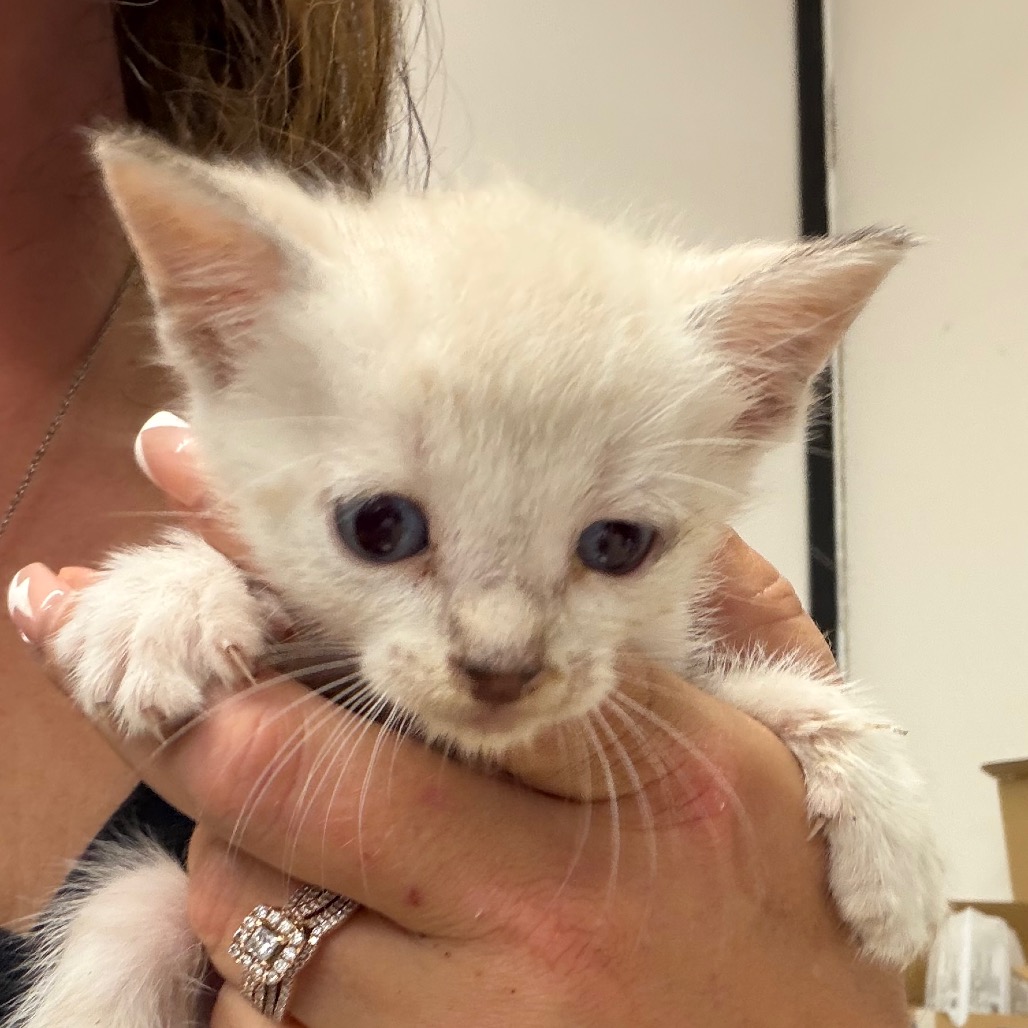 Frankie, an adoptable cat at SPCA-BC