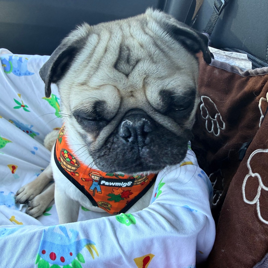 Reggie, photo 18
