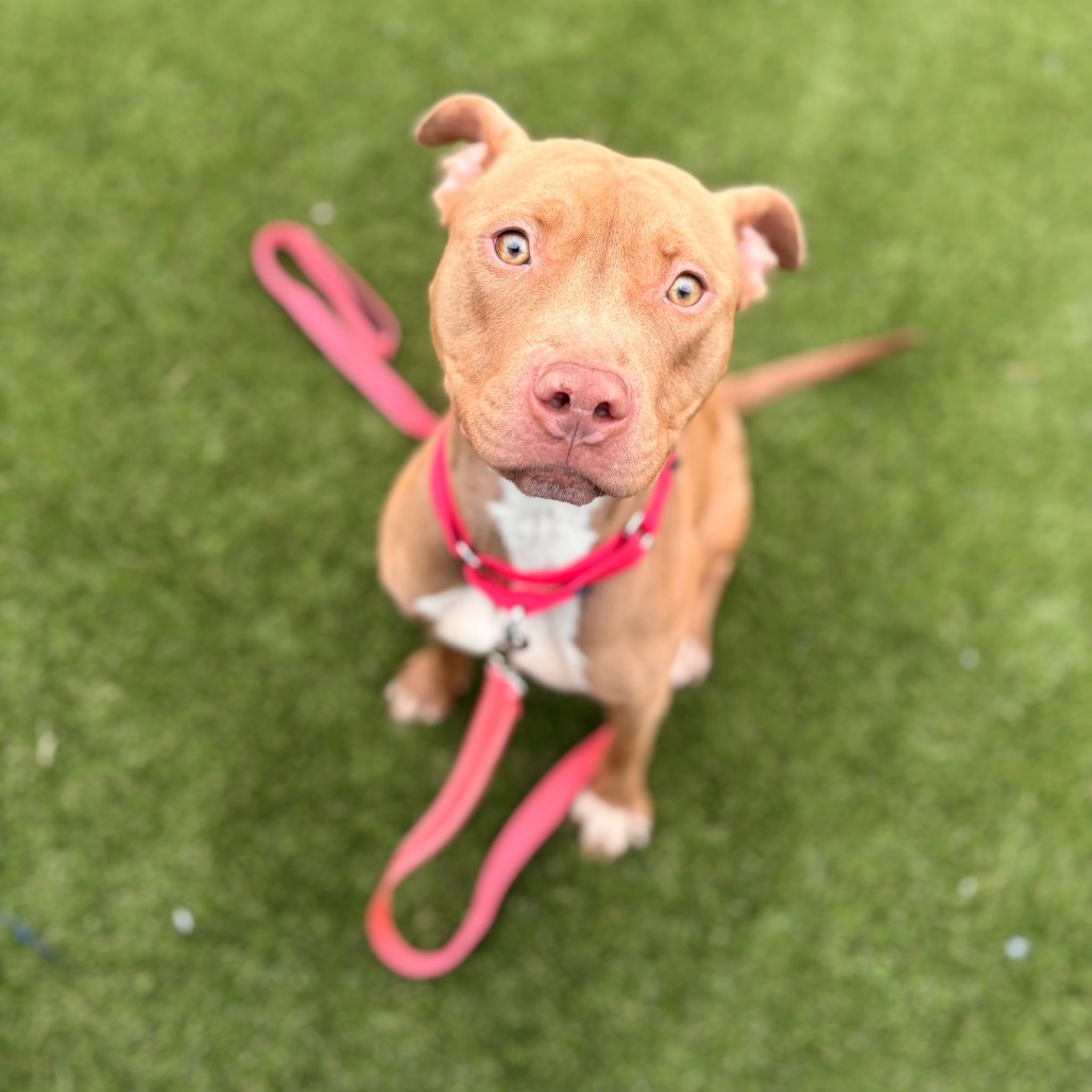 Rosie — thumbnail 3