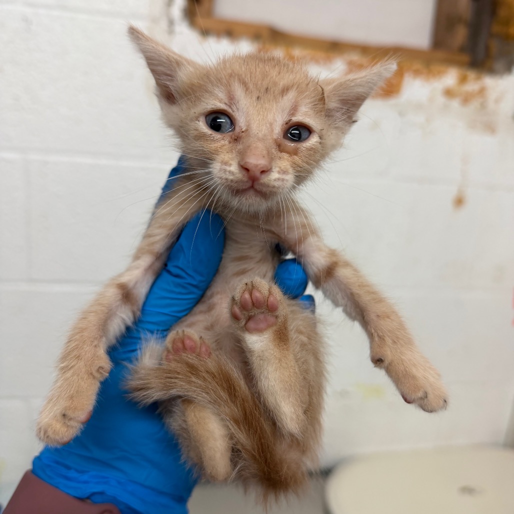 WHOOPI - Domestic Shorthair available for adoption