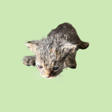 Tusc Stray 82296