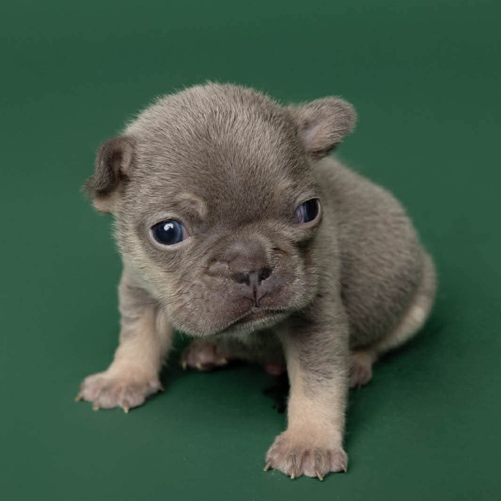 Finnegan