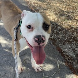 Ranger — thumbnail 3