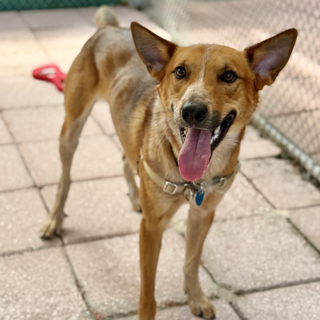 Photo of Kilo playing