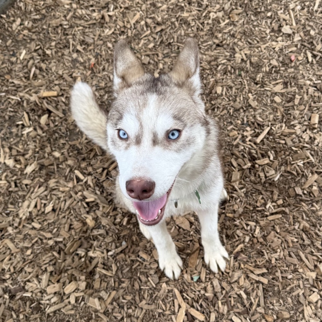 Siberian Husky