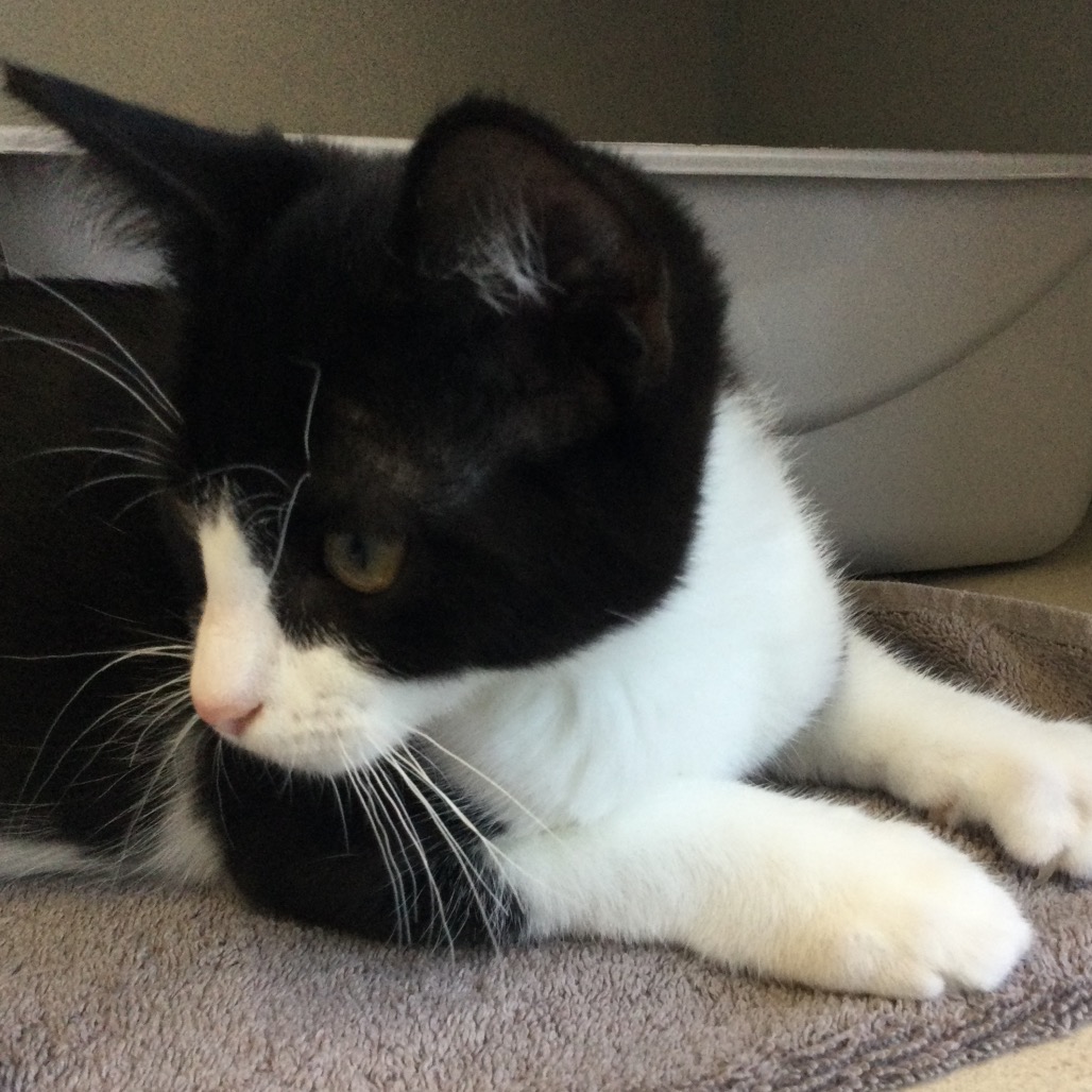 Eeyore - Domestic Shorthair