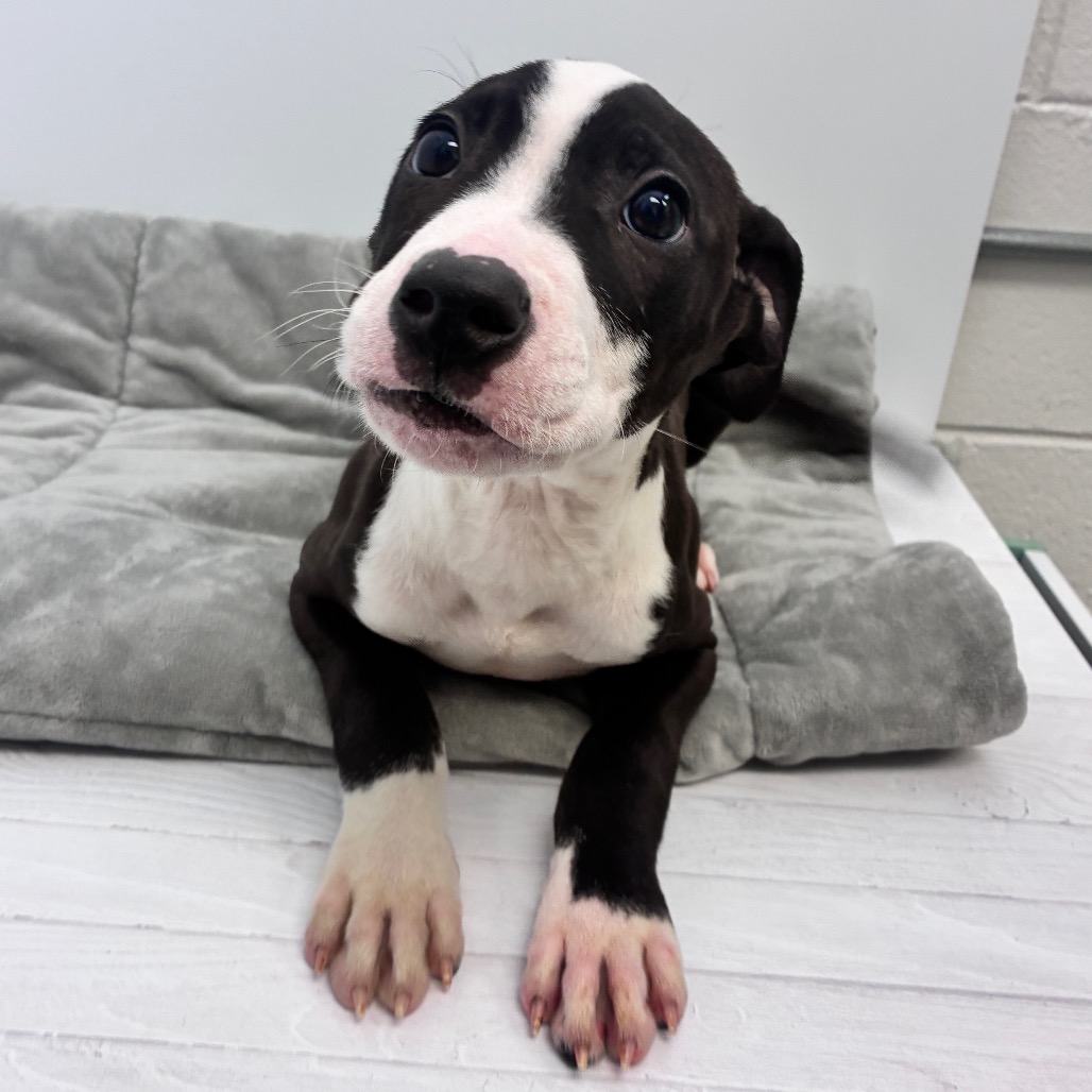 BRUTUS - Terrier / American Pit Bull available for adoption