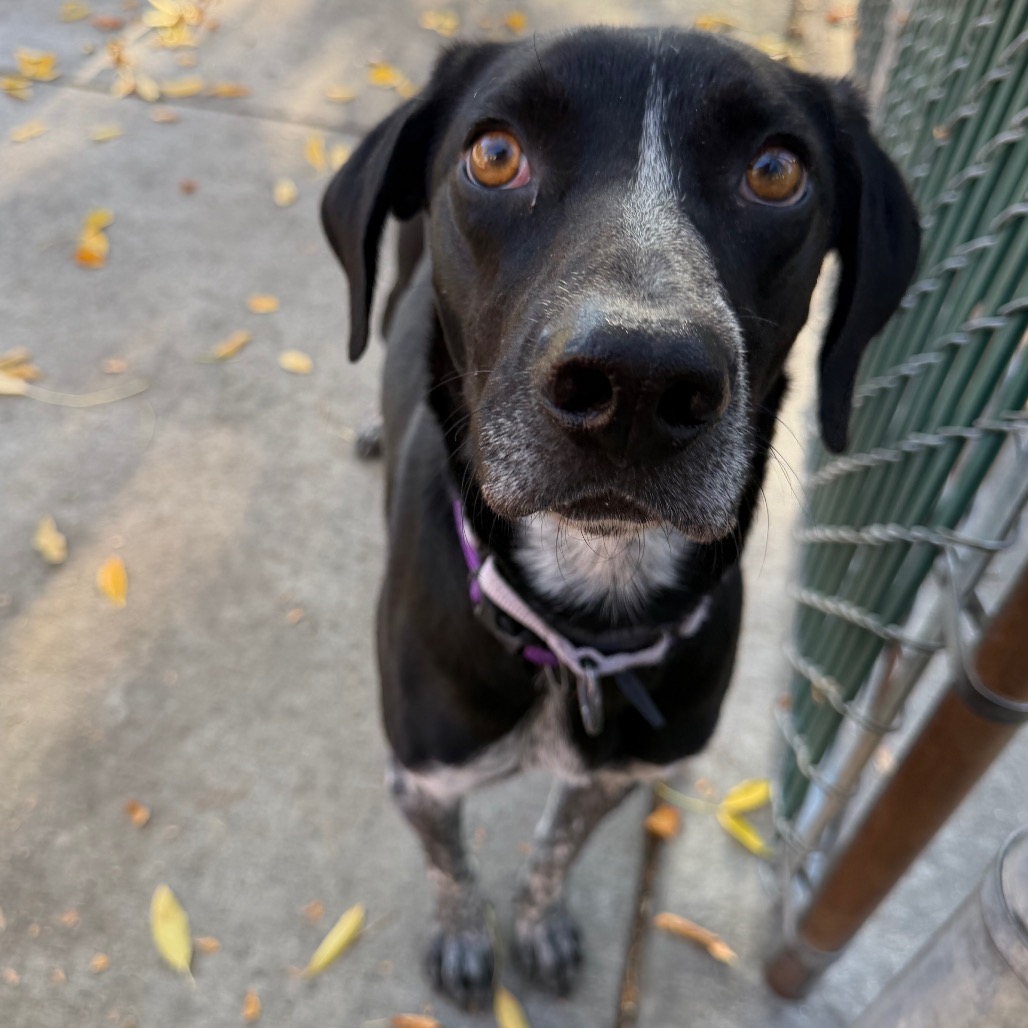 Chip, photo 5