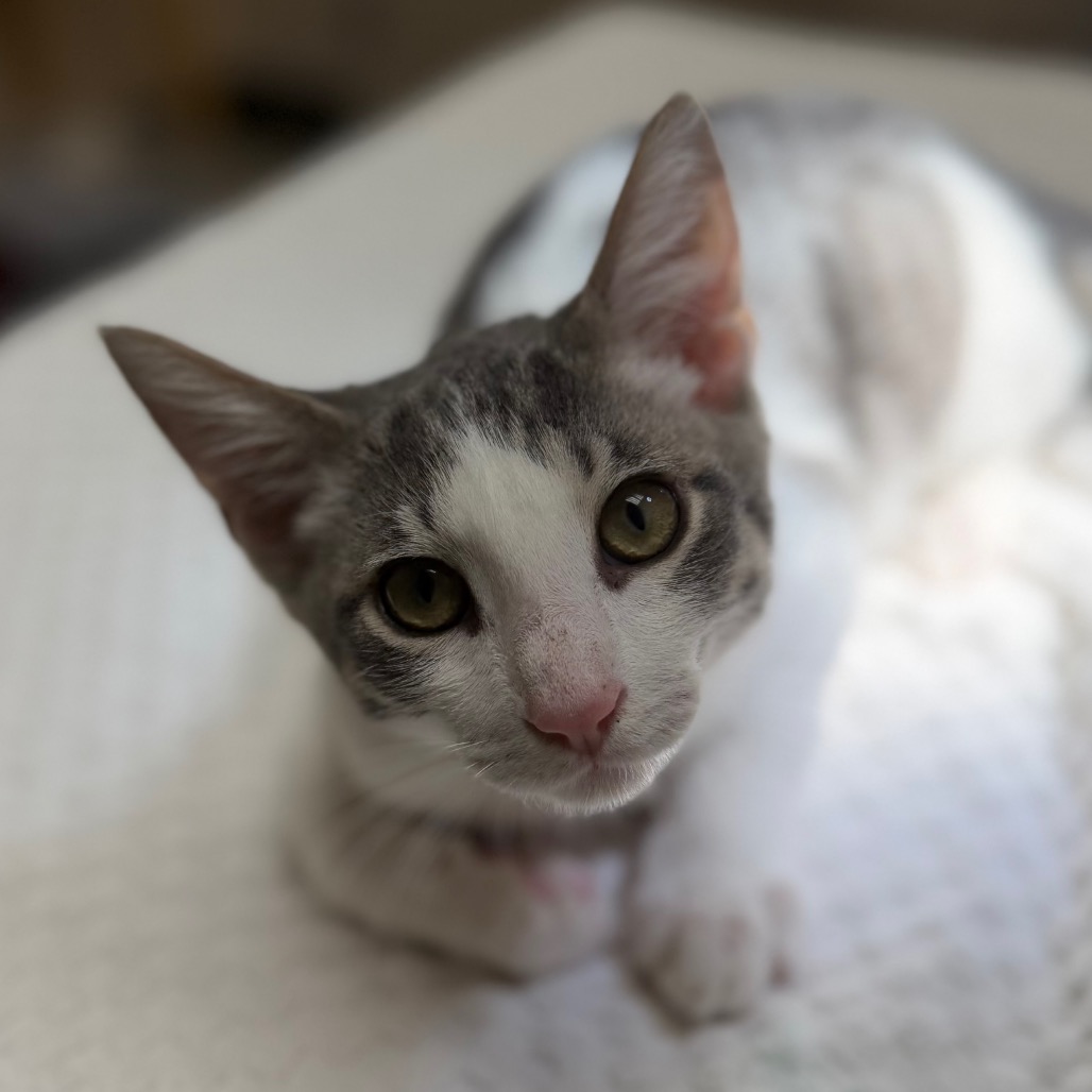 Tom