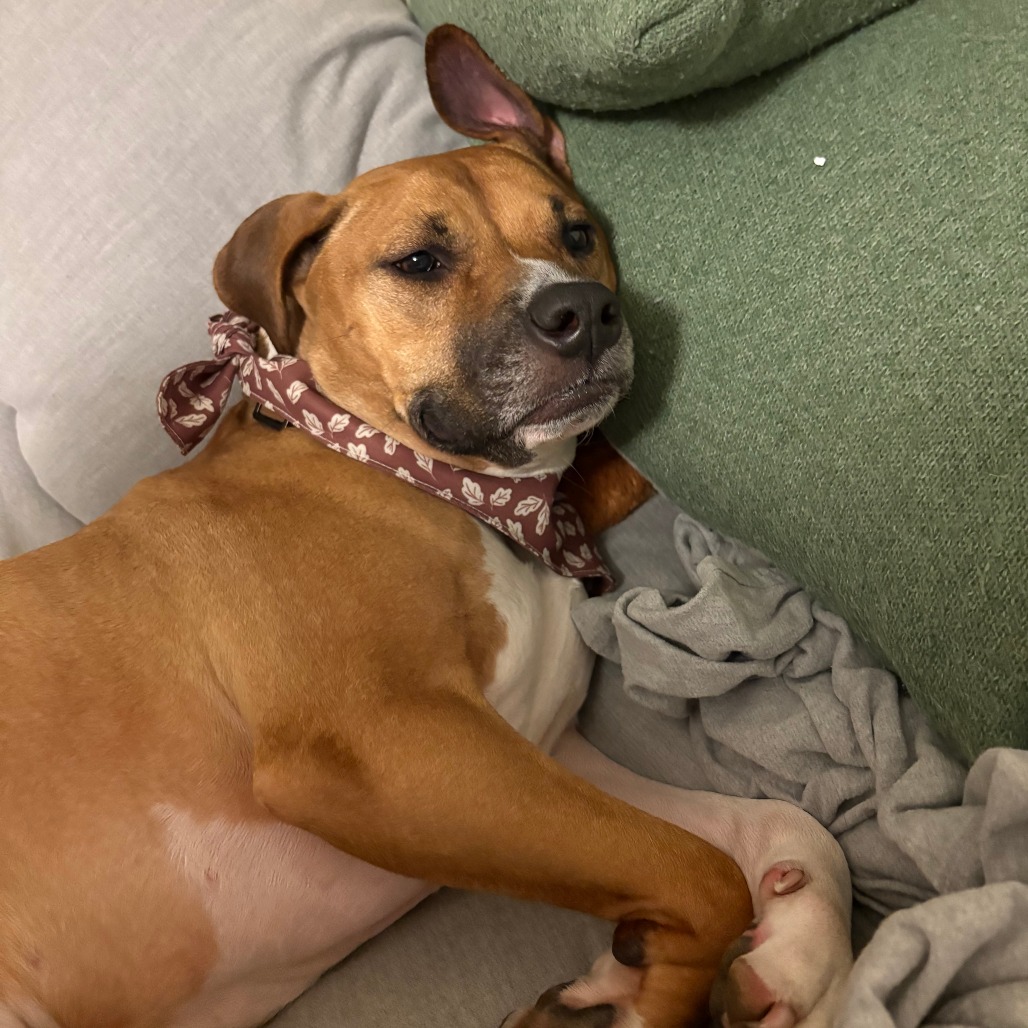 Cersei, photo 4