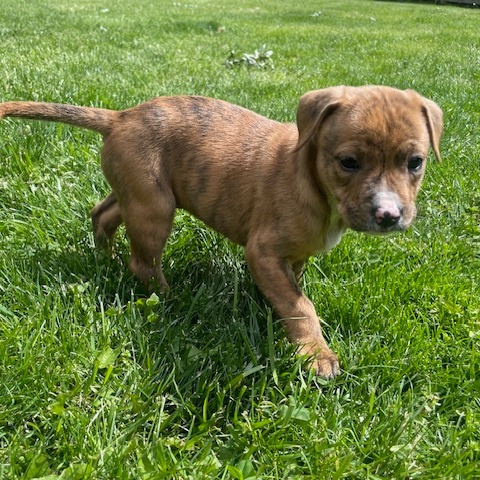 CYPRUS - Shepherd / Mix for adoption in Dayton