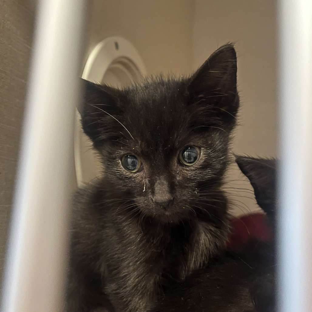 AMARO - Domestic Shorthair available for adoption