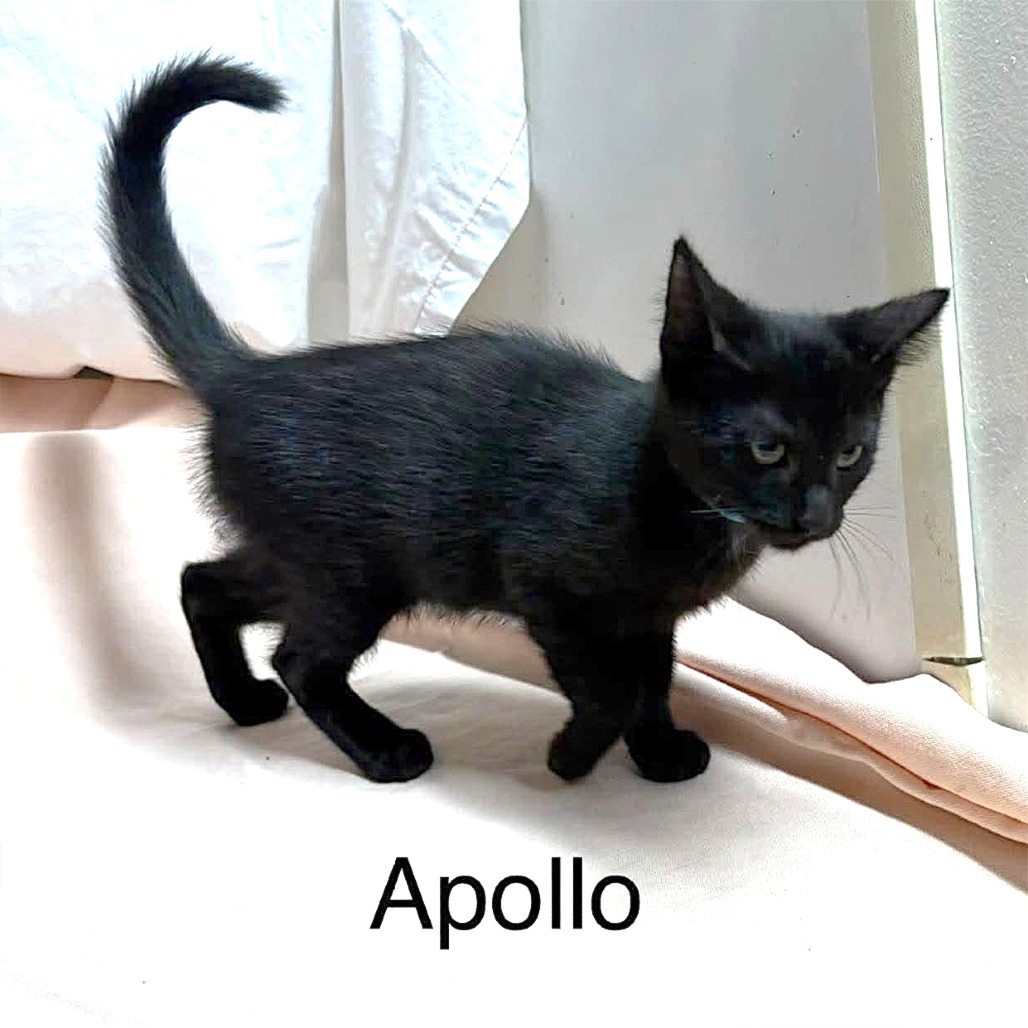 Apollo, photo 7