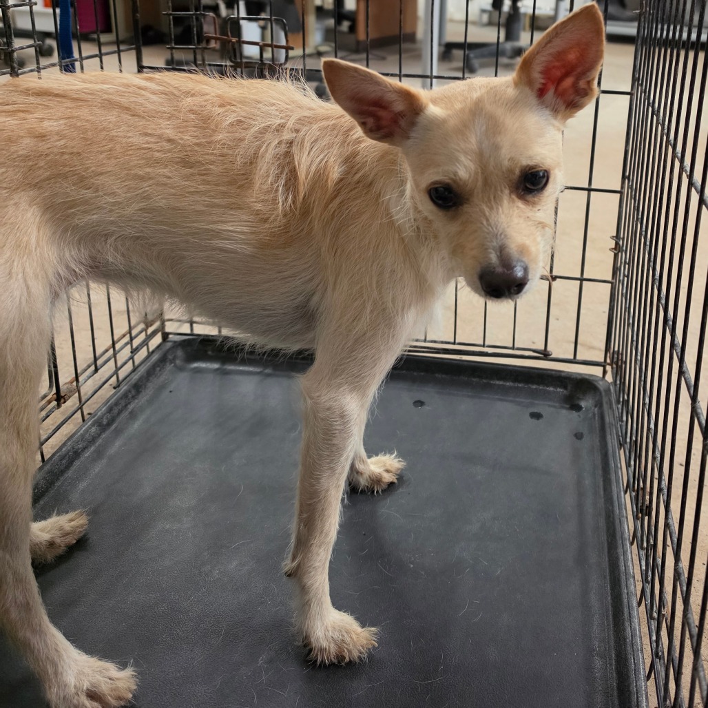 PRINCESS BUTTERFLY - Terrier available for adoption