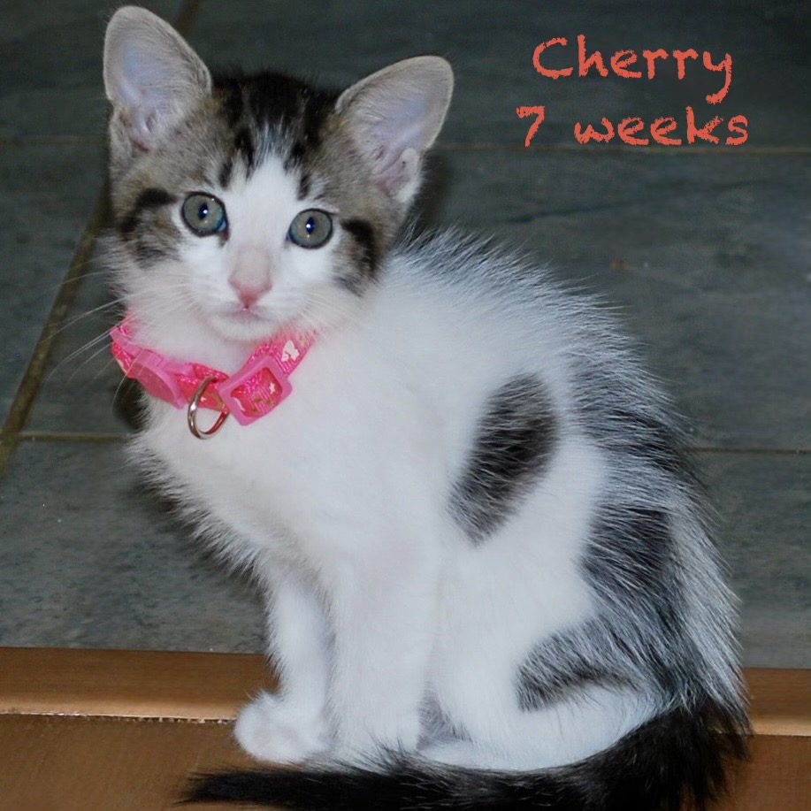 Cherry, photo 4
