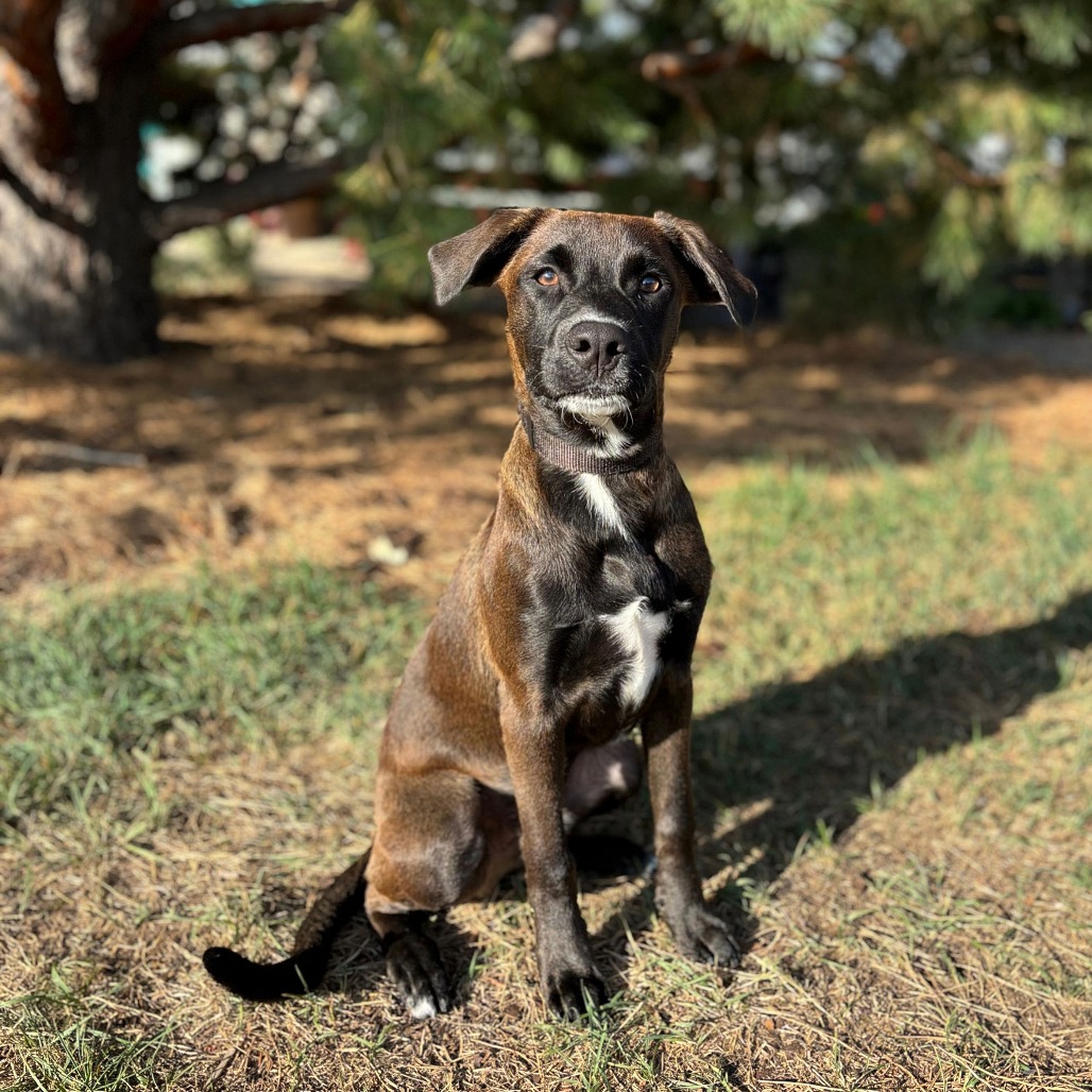 Kanoa--In Foster***ADOPTION PENDING***, photo 2