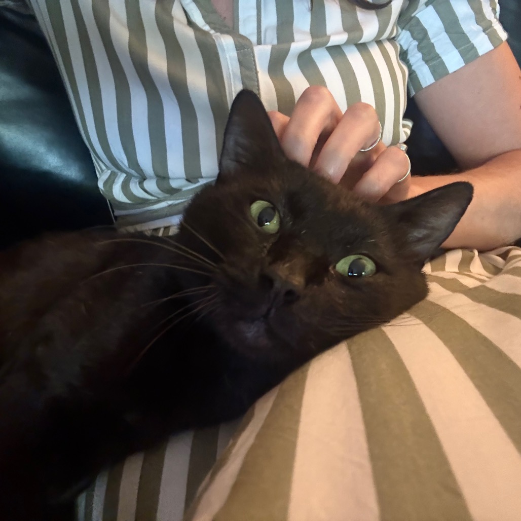 WICK - Domestic Shorthair available for adoption