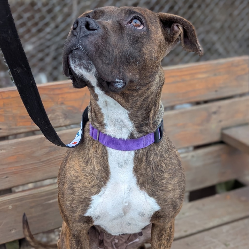 Mango — thumbnail 5