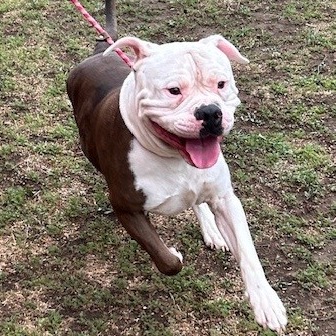 Kennel#21 Winston's preview photo