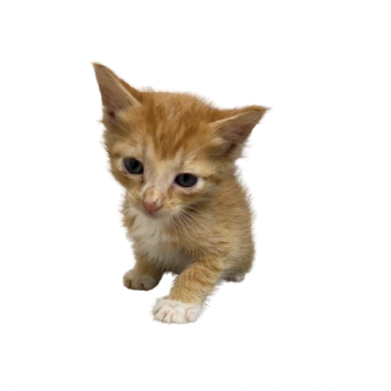 Tusc Stray 81391 2