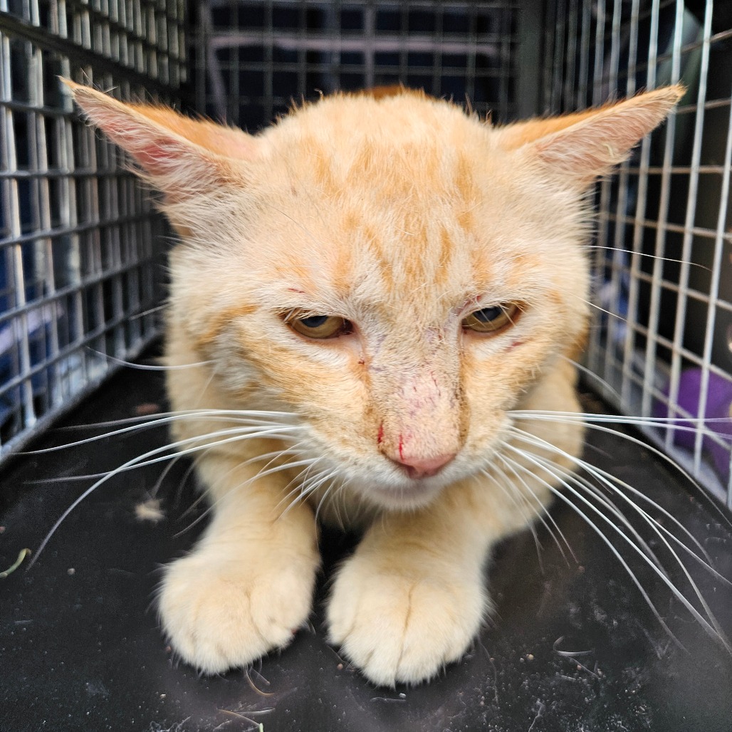 Tangerine , an adoptable cat at SPCA-BC