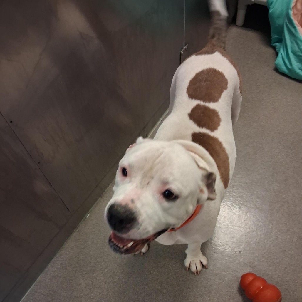 MAMA JAMA - Terrier / American Pit Bull available for adoption