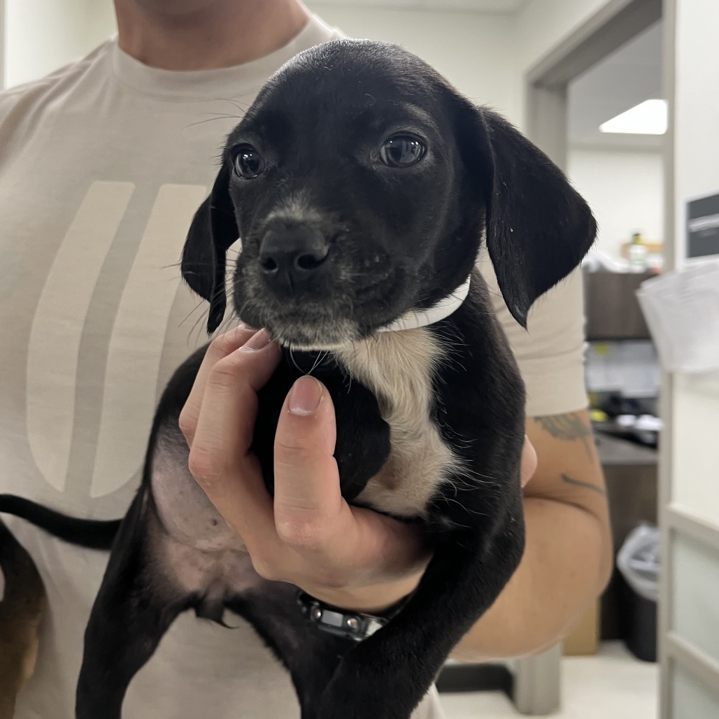 Flora — thumbnail 2