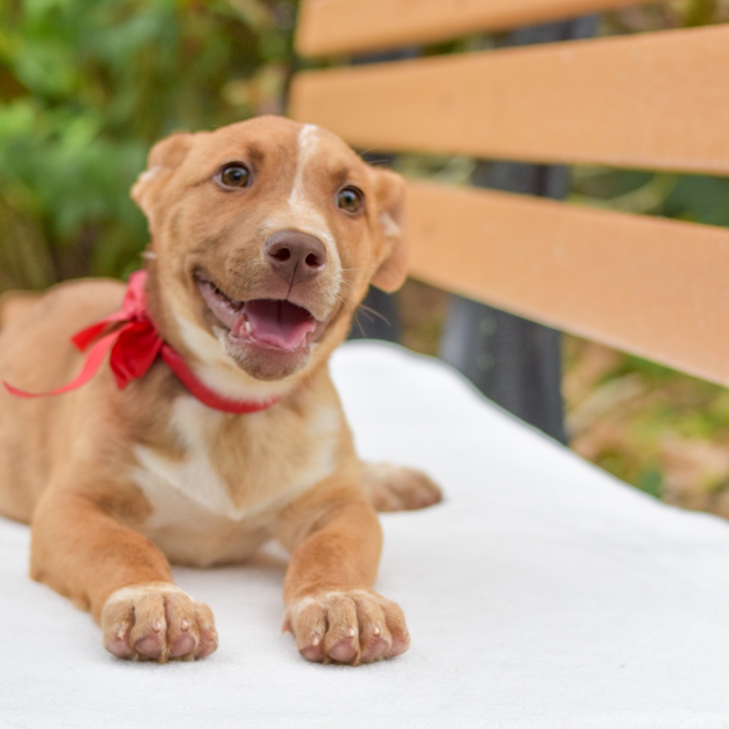 Mixed Breed