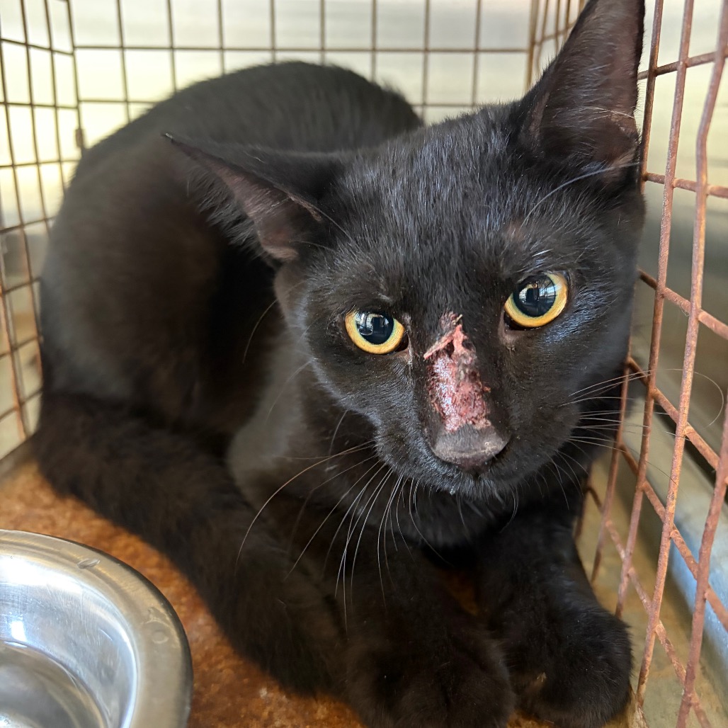 GATOR - Domestic Shorthair available for adoption
