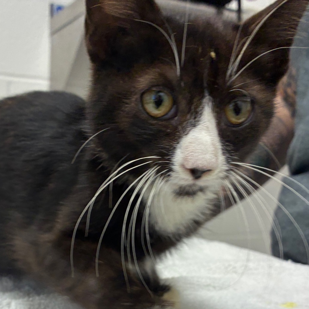 Photo of Pinocchio, a cat adopted from Gulf Coast Humane Society