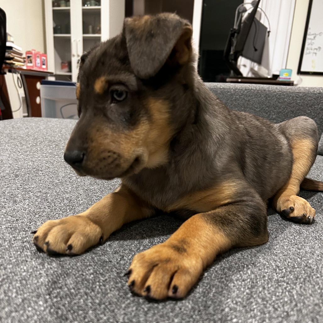 Didi — thumbnail 2