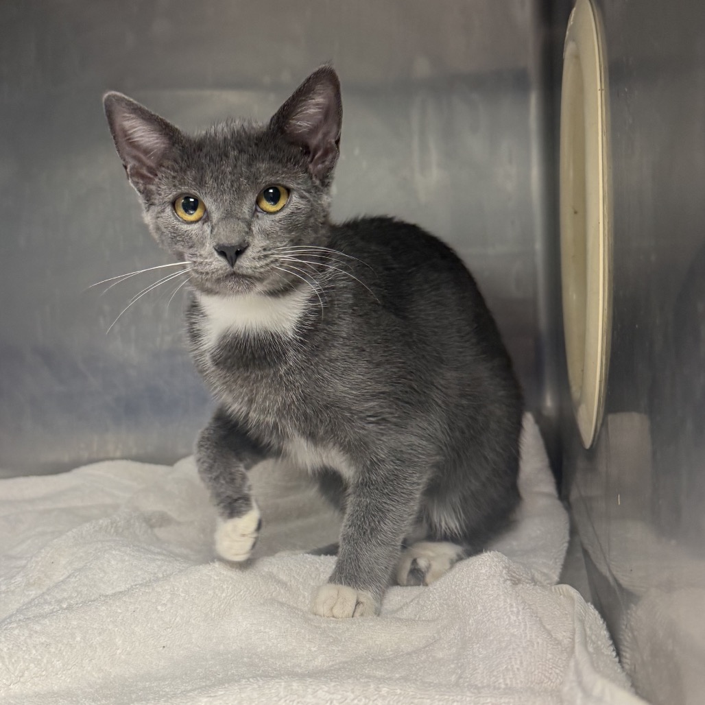 Tusc Stray 84941 2