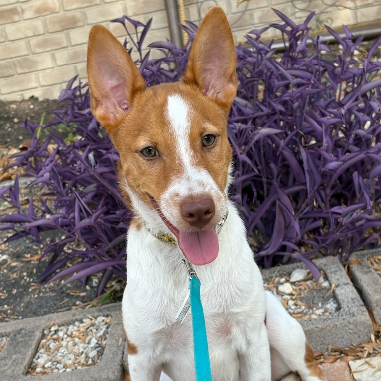 Ollie, photo 9