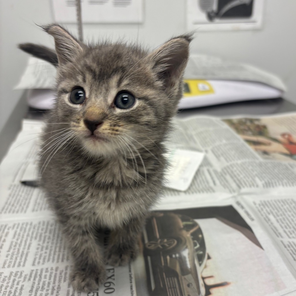 NIKKI - Domestic Shorthair available for adoption