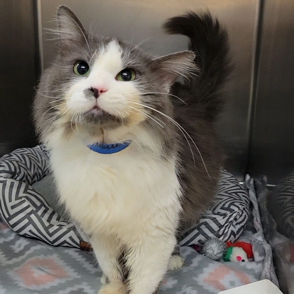 Crimson — thumbnail 2