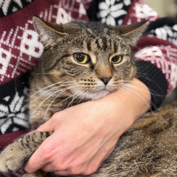 Missy — thumbnail 2