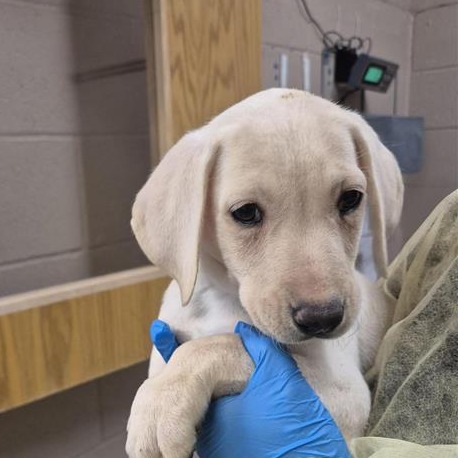 Labrador Retriever