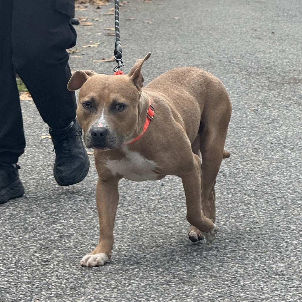 THE DUKE OF ROLLAND - Terrier / American Pit Bull available for adoption