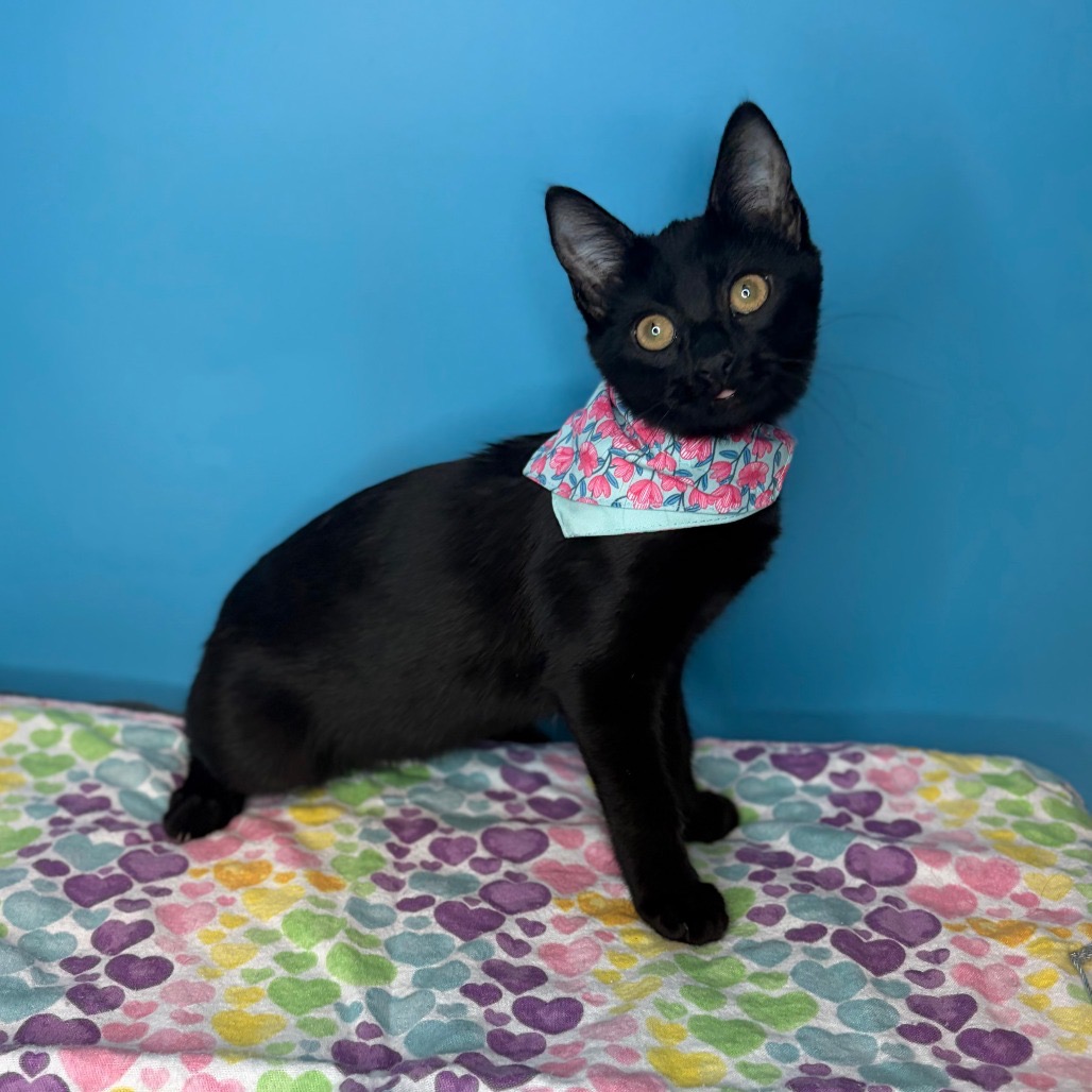 SABER - Domestic Shorthair available for adoption