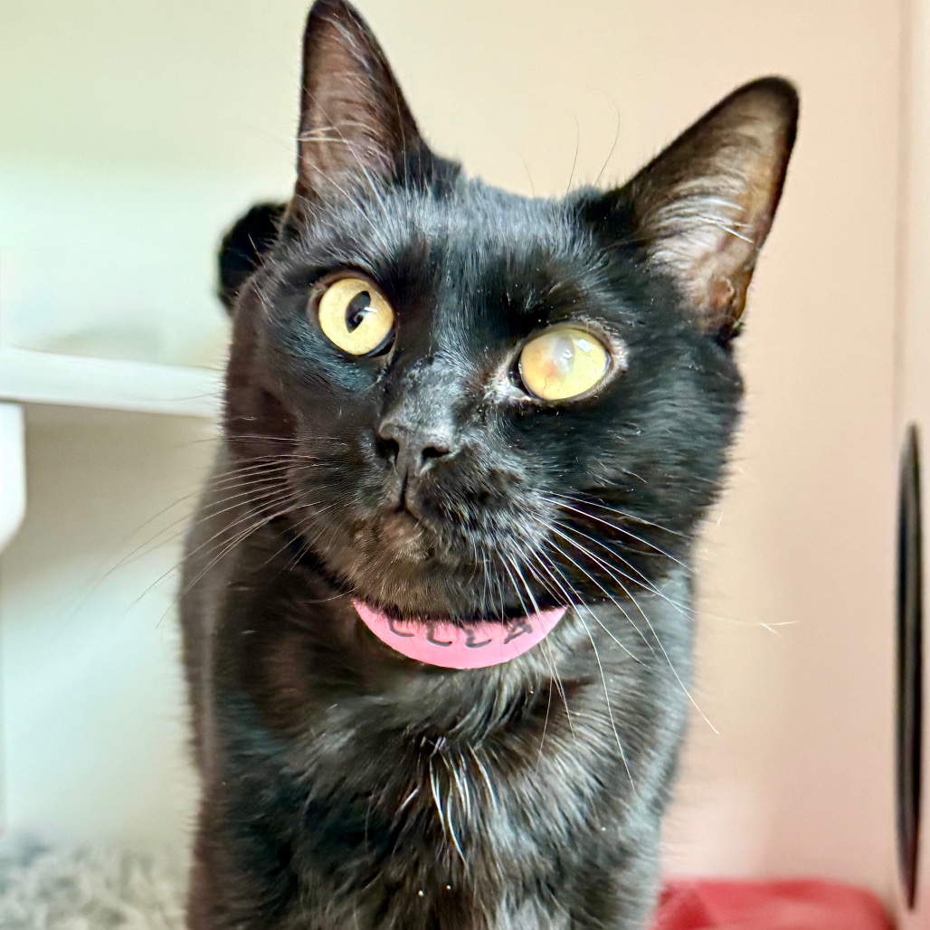 Bella