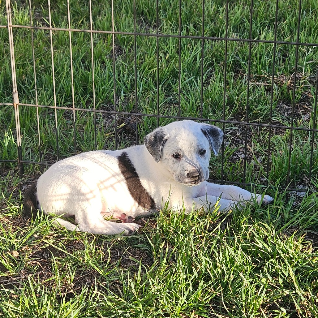 Chip — thumbnail 8